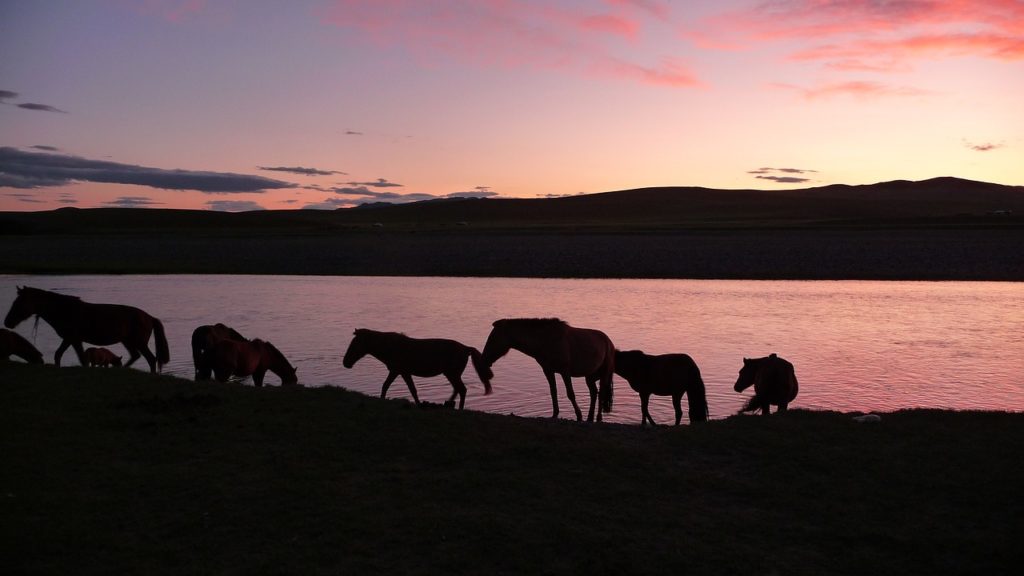 Stage de yoga bien-être trek cheval Mongolie