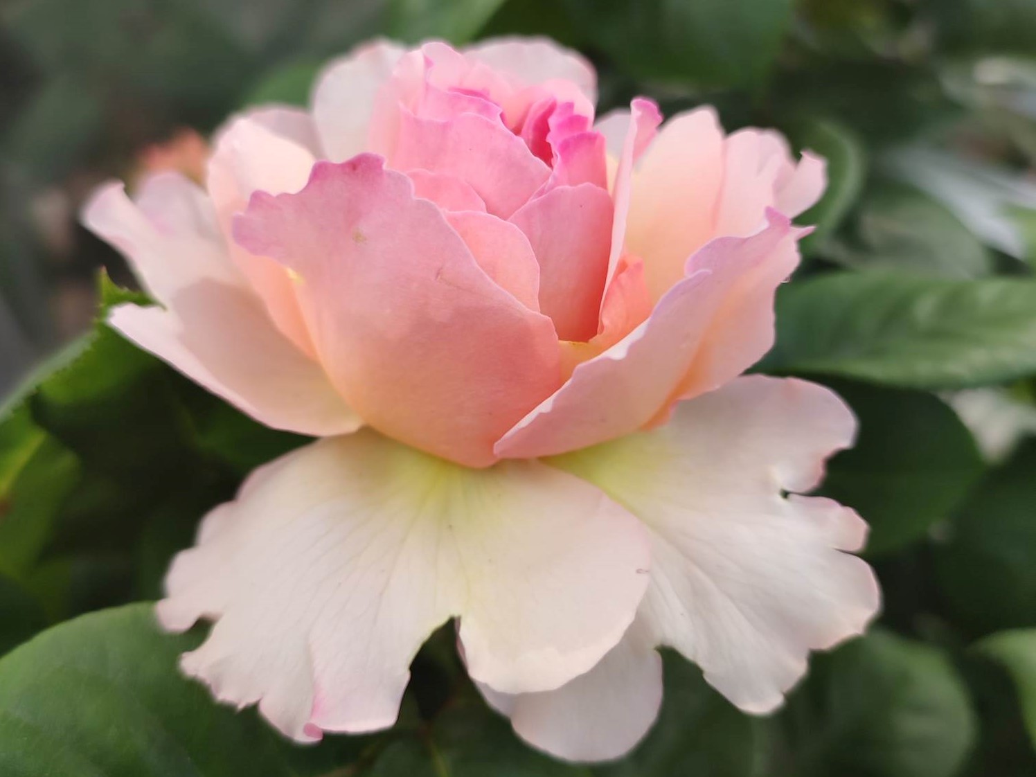 Breathwork-Medecine-Ancestrale-Rose